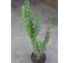 Барбарис Тунберга Еректа (Berberis thunbergii Erecta)
